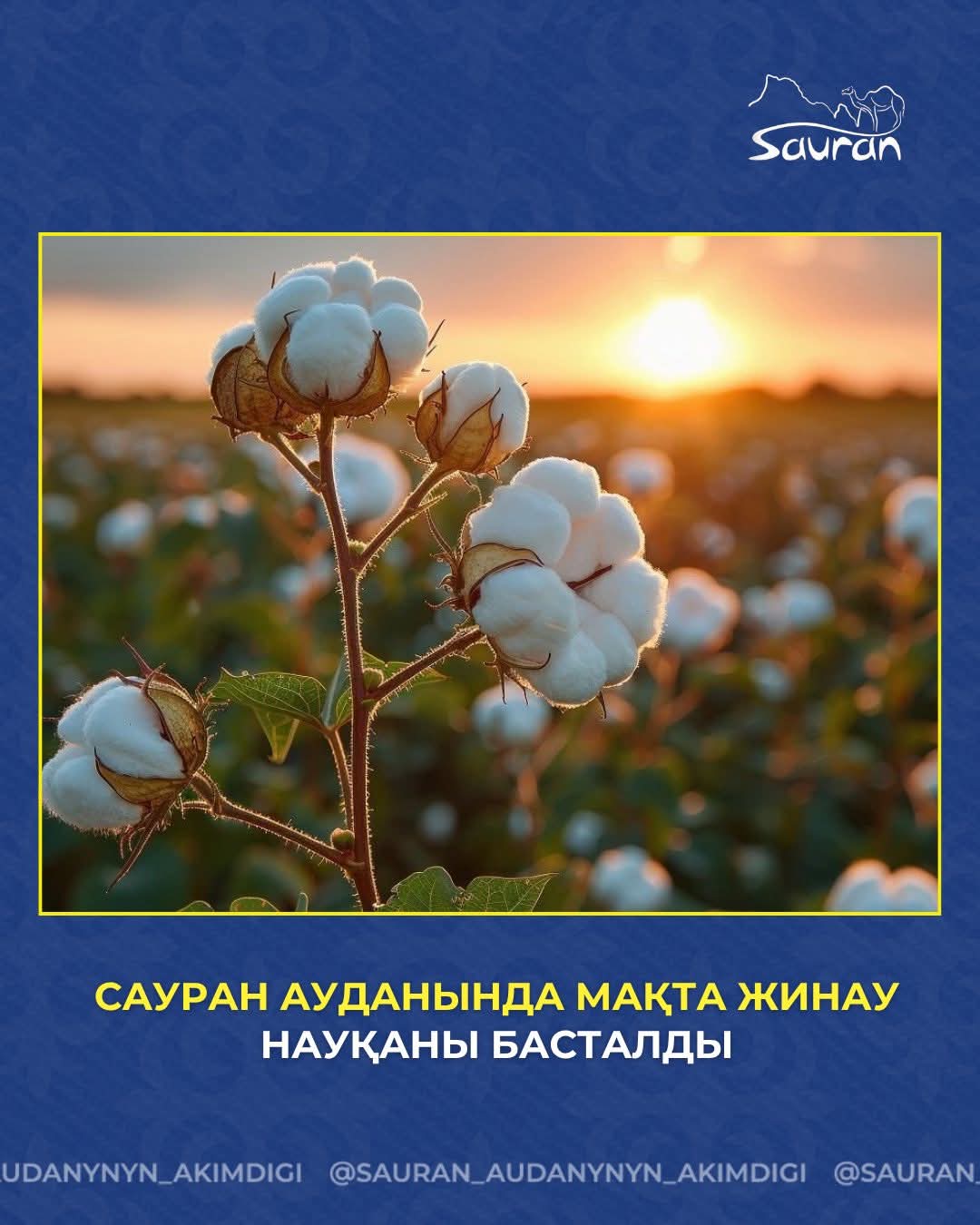 САУРАН АУДАНЫНДА МАҚТА ЖИНАУ НАУҚАНЫ БАСТАЛДЫ